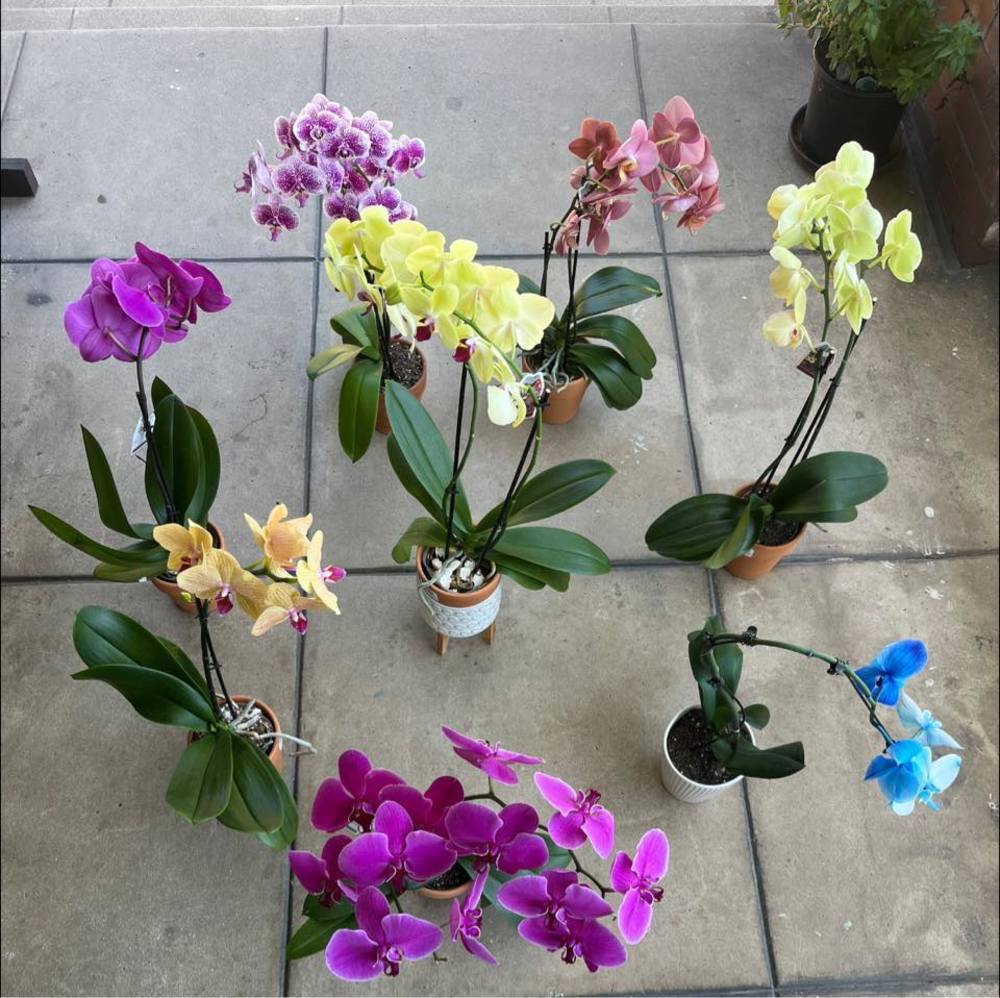 Meet your Posher, Sofia